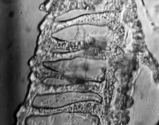 Hevea.gif (214381 octets)